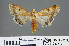  ( - RMNH.INS.537525)  @13 [ ] CreativeCommons - Attribution Non-Commercial Share-Alike (2012) Unspecified Naturalis, Biodiversity Centre