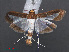  ( - RMNH.INS.537530)  @13 [ ] CreativeCommons - Attribution Non-Commercial Share-Alike (2012) Unspecified Naturalis, Biodiversity Centre