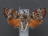  ( - RMNH.INS.537650)  @11 [ ] CreativeCommons - Attribution Non-Commercial Share-Alike (2012) Unspecified Naturalis, Biodiversity Centre