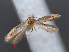  ( - RMNH.INS.537657)  @12 [ ] CreativeCommons - Attribution Non-Commercial Share-Alike (2012) Unspecified Naturalis, Biodiversity Centre