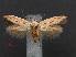  ( - RMNH.INS.537667)  @11 [ ] CreativeCommons - Attribution Non-Commercial Share-Alike (2012) Unspecified Naturalis, Biodiversity Centre