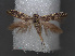  (Scythris cucullella - RMNH.INS.537672)  @11 [ ] CreativeCommons - Attribution Non-Commercial Share-Alike (2012) Unspecified Naturalis, Biodiversity Centre
