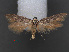  ( - RMNH.INS.537674)  @11 [ ] CreativeCommons - Attribution Non-Commercial Share-Alike (2012) Unspecified Naturalis, Biodiversity Centre