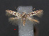  (Scythris elachistoides - RMNH.INS.537677)  @11 [ ] CreativeCommons - Attribution Non-Commercial Share-Alike (2012) Unspecified Naturalis, Biodiversity Centre