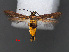  ( - RMNH.INS.537693)  @11 [ ] CreativeCommons - Attribution Non-Commercial Share-Alike (2012) Unspecified Naturalis, Biodiversity Centre