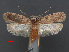  ( - RMNH.INS.537695)  @11 [ ] CreativeCommons - Attribution Non-Commercial Share-Alike (2012) Unspecified Naturalis, Biodiversity Centre