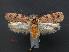  ( - RMNH.INS.537696)  @13 [ ] CreativeCommons - Attribution Non-Commercial Share-Alike (2012) Unspecified Naturalis, Biodiversity Centre