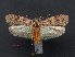  ( - RMNH.INS.537697)  @12 [ ] CreativeCommons - Attribution Non-Commercial Share-Alike (2012) Unspecified Naturalis, Biodiversity Centre