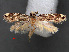  ( - RMNH.INS.537701)  @11 [ ] CreativeCommons - Attribution Non-Commercial Share-Alike (2012) Unspecified Naturalis, Biodiversity Centre