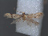  ( - RMNH.INS.537704)  @12 [ ] CreativeCommons - Attribution Non-Commercial Share-Alike (2012) Unspecified Naturalis, Biodiversity Centre