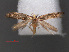  ( - RMNH.INS.537716)  @12 [ ] CreativeCommons - Attribution Non-Commercial Share-Alike (2012) Unspecified Naturalis, Biodiversity Centre