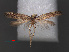  ( - RMNH.INS.537718)  @12 [ ] CreativeCommons - Attribution Non-Commercial Share-Alike (2012) Unspecified Naturalis, Biodiversity Centre