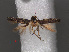 ( - RMNH.INS.537723)  @12 [ ] CreativeCommons - Attribution Non-Commercial Share-Alike (2012) Unspecified Naturalis, Biodiversity Centre