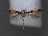  ( - RMNH.INS.537744)  @11 [ ] CreativeCommons - Attribution Non-Commercial Share-Alike (2012) Unspecified Naturalis, Biodiversity Centre