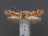  ( - RMNH.INS.537746)  @11 [ ] CreativeCommons - Attribution Non-Commercial Share-Alike (2012) Unspecified Naturalis, Biodiversity Centre