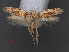  ( - RMNH.INS.537748)  @12 [ ] CreativeCommons - Attribution Non-Commercial Share-Alike (2012) Unspecified Naturalis, Biodiversity Centre
