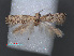  (Paraxenistis nieukerkeniella - RMNH.INS.537753)  @13 [ ] CreativeCommons - Attribution Non-Commercial Share-Alike (2012) Unspecified Naturalis, Biodiversity Centre