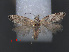  (Paraxenistis - RMNH.INS.537754)  @13 [ ] CreativeCommons - Attribution Non-Commercial Share-Alike (2012) Unspecified Naturalis, Biodiversity Centre