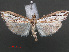  (Euclasta mirabilis - RMNH.INS.537997)  @13 [ ] CreativeCommons - Attribution Non-Commercial Share-Alike (2012) Unspecified Naturalis, Biodiversity Centre