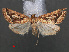  (Palepicorsia - RMNH.INS.537998)  @15 [ ] CreativeCommons - Attribution Non-Commercial Share-Alike (2012) Unspecified Naturalis, Biodiversity Centre