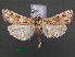 (Surattha strioliger - RMNH.INS.538011)  @13 [ ] CreativeCommons - Attribution Non-Commercial Share-Alike (2012) Unspecified Naturalis, Biodiversity Centre