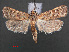  (Surattha soudanensis - RMNH.INS.538012)  @13 [ ] CreativeCommons - Attribution Non-Commercial Share-Alike (2012) Unspecified Naturalis, Biodiversity Centre