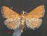  (Prochoristis rupicapralis - RMNH.INS.538016)  @13 [ ] CreativeCommons - Attribution Non-Commercial Share-Alike (2012) Unspecified Naturalis, Biodiversity Centre