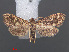  ( - RMNH.INS.538024)  @12 [ ] CreativeCommons - Attribution Non-Commercial Share-Alike (2012) Unspecified Naturalis, Biodiversity Centre