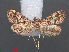  ( - RMNH.INS.538025)  @11 [ ] CreativeCommons - Attribution Non-Commercial Share-Alike (2012) Unspecified Naturalis, Biodiversity Centre