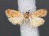  ( - RMNH.INS.538026)  @12 [ ] CreativeCommons - Attribution Non-Commercial Share-Alike (2012) Unspecified Naturalis, Biodiversity Centre