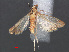  (Autocharis fessalis - RMNH.INS.538027)  @13 [ ] CreativeCommons - Attribution Non-Commercial Share-Alike (2012) Unspecified Naturalis, Biodiversity Centre