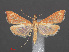  ( - RMNH.INS.538028)  @13 [ ] CreativeCommons - Attribution Non-Commercial Share-Alike (2012) Unspecified Naturalis, Biodiversity Centre