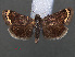  (Emprepes flavomarginalis - RMNH.INS.538067)  @13 [ ] CreativeCommons - Attribution Non-Commercial Share-Alike (2012) Unspecified Naturalis, Biodiversity Centre
