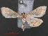  ( - RMNH.INS.538074)  @12 [ ] CreativeCommons - Attribution Non-Commercial Share-Alike (2012) Unspecified Naturalis, Biodiversity Centre