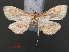  ( - RMNH.INS.538075)  @11 [ ] CreativeCommons - Attribution Non-Commercial Share-Alike (2012) Unspecified Naturalis, Biodiversity Centre