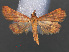  ( - RMNH.INS.538081)  @14 [ ] CreativeCommons - Attribution Non-Commercial Share-Alike (2012) Unspecified Naturalis, Biodiversity Centre