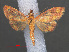  ( - RMNH.INS.538082)  @14 [ ] CreativeCommons - Attribution Non-Commercial Share-Alike (2012) Unspecified Naturalis, Biodiversity Centre