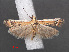  (Ancylosis costistrigella - RMNH.INS.538097)  @14 [ ] CreativeCommons - Attribution Non-Commercial Share-Alike (2012) Unspecified Naturalis, Biodiversity Centre