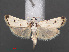  ( - RMNH.INS.538104)  @13 [ ] CreativeCommons - Attribution Non-Commercial Share-Alike (2012) Unspecified Naturalis, Biodiversity Centre
