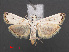  ( - RMNH.INS.538105)  @13 [ ] CreativeCommons - Attribution Non-Commercial Share-Alike (2012) Unspecified Naturalis, Biodiversity Centre