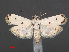  (Myelois quadripunctella - RMNH.INS.538106)  @13 [ ] CreativeCommons - Attribution Non-Commercial Share-Alike (2012) Unspecified Naturalis, Biodiversity Centre