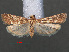  ( - RMNH.INS.538109)  @13 [ ] CreativeCommons - Attribution Non-Commercial Share-Alike (2012) Unspecified Naturalis, Biodiversity Centre