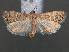  ( - RMNH.INS.538116)  @13 [ ] CreativeCommons - Attribution Non-Commercial Share-Alike (2012) Unspecified Naturalis, Biodiversity Centre