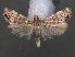  (Euchromius vinculellus - RMNH.INS.538117)  @14 [ ] CreativeCommons - Attribution Non-Commercial Share-Alike (2012) Unspecified Naturalis, Biodiversity Centre