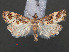  ( - RMNH.INS.538119)  @12 [ ] CreativeCommons - Attribution Non-Commercial Share-Alike (2012) Unspecified Naturalis, Biodiversity Centre