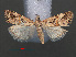  ( - RMNH.INS.538121)  @12 [ ] CreativeCommons - Attribution Non-Commercial Share-Alike (2012) Unspecified Naturalis, Biodiversity Centre