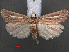  (Amselia - RMNH.INS.538125)  @13 [ ] CreativeCommons - Attribution Non-Commercial Share-Alike (2012) Unspecified Naturalis, Biodiversity Centre
