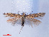  ( - RMNH.INS.540451)  @12 [ ] CreativeCommons - Attribution Non-Commercial Share-Alike (2012) Unspecified Naturalis, Biodiversity Centre