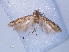  ( - RMNH.INS.540453)  @11 [ ] CreativeCommons - Attribution Non-Commercial Share-Alike (2012) Unspecified Naturalis, Biodiversity Centre