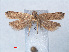  ( - RMNH.INS.540458)  @11 [ ] CreativeCommons - Attribution Non-Commercial Share-Alike (2012) Unspecified Naturalis, Biodiversity Centre